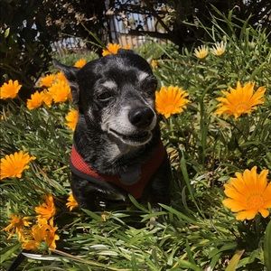 Meet your Posher, Rose